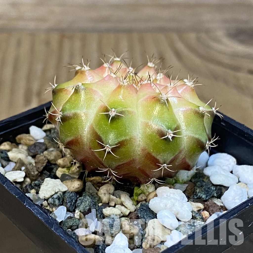SH20957 Gymnocalycium mihanovichii ‘Neon’ - Image 2