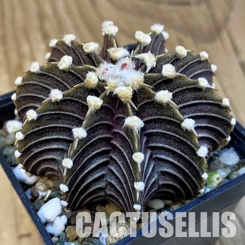 SH21665 Gymnocalycium friedrichii VOS1241