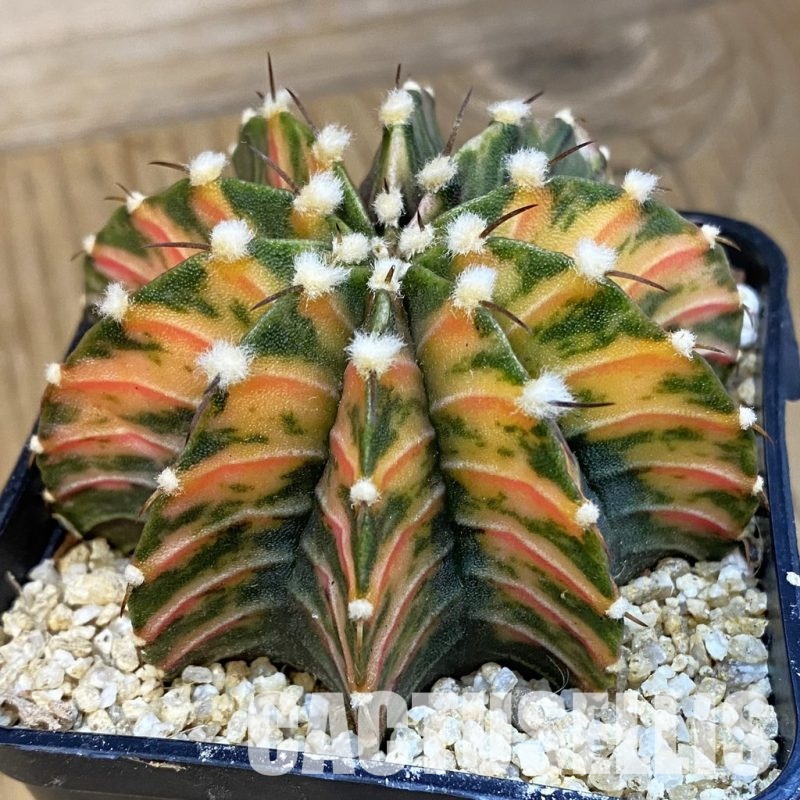 SH30759 Gymnocalycium friedrichii LB f. variegata, seedling