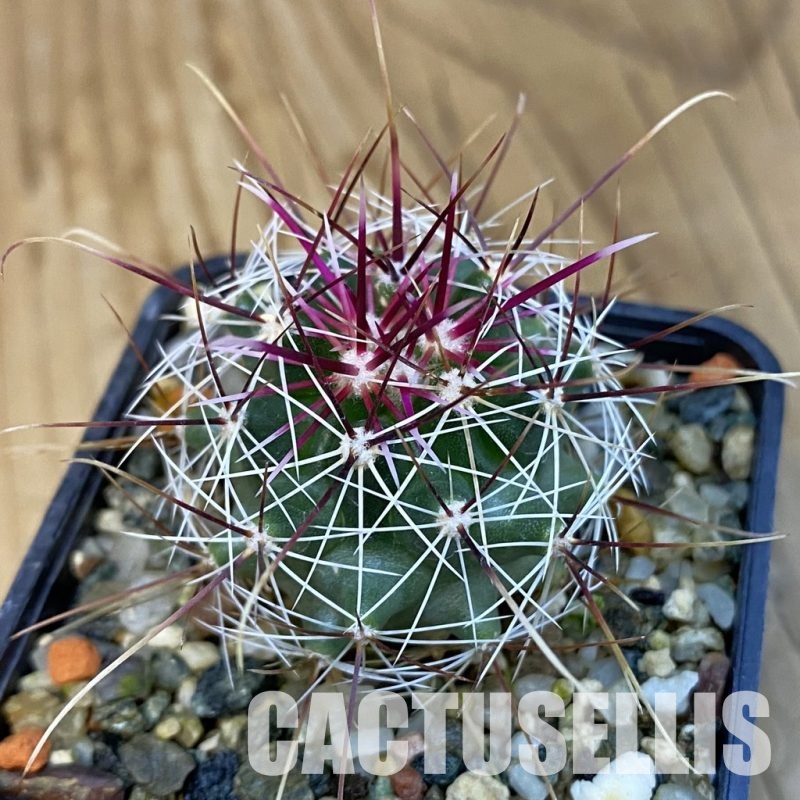 VVG30769 Ferocactus haematacanthus -El Amparo-