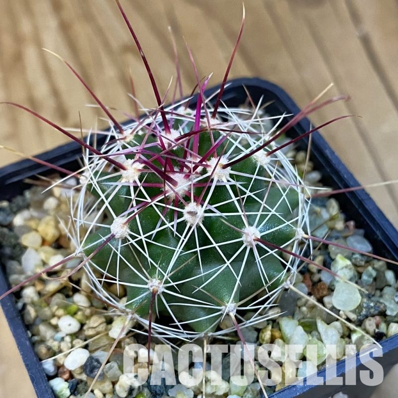 VVG30770 Ferocactus haematacanthus -El Amparo-