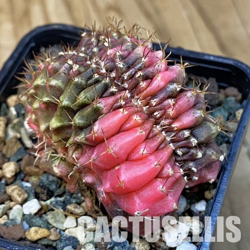 SH23448 Gymnocalycium mihanovichii f. variegata cristata
