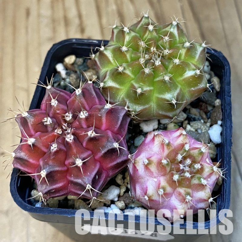 SH23678 Gymnocalycium mihanovichii 'Neon', seedling mix