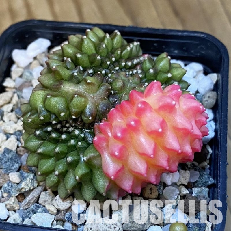 SH21346 Gymnocalycium mihanovichii ‘inermis’ f. variegata