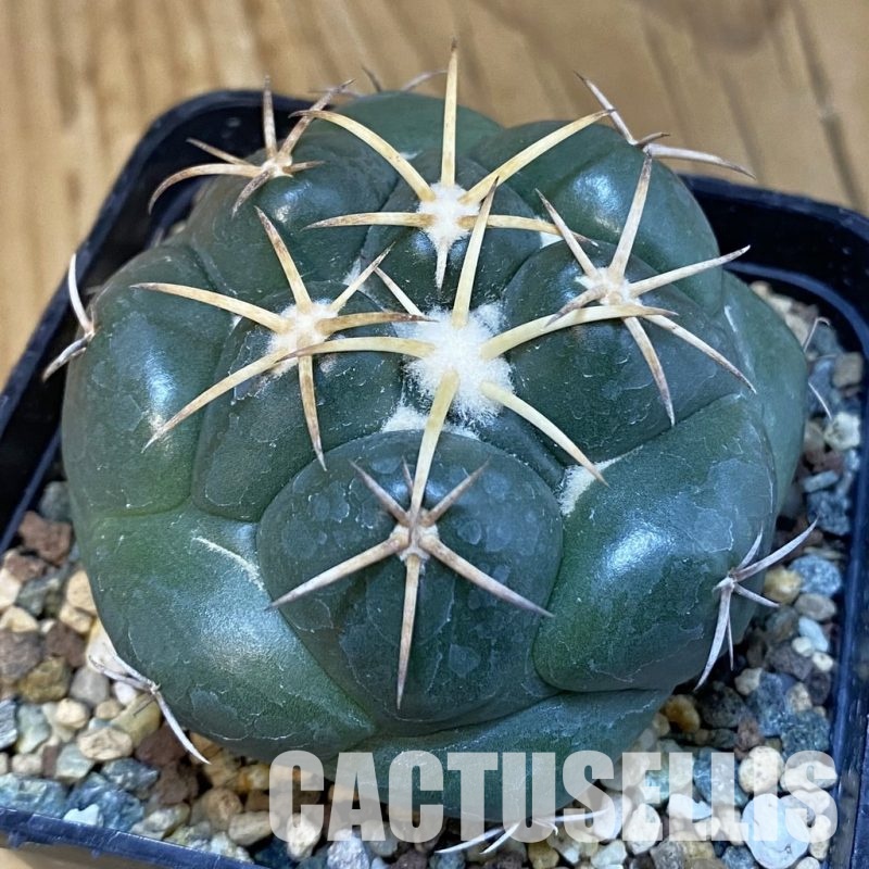 SH23850 Coryphantha elephantidens 'Purple Flower'