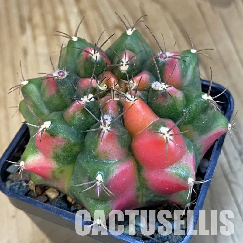 SH23985 Gymnocalycium mihanovichii ‘Little Monstev’
