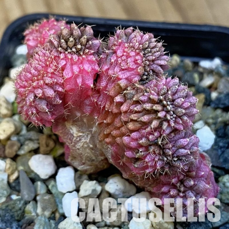 SH24362 Gymnocalycium mihanovichii variegata f. cristata