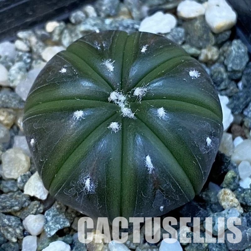 SH24405 Astrophytum asterias ‘Purple Skin’