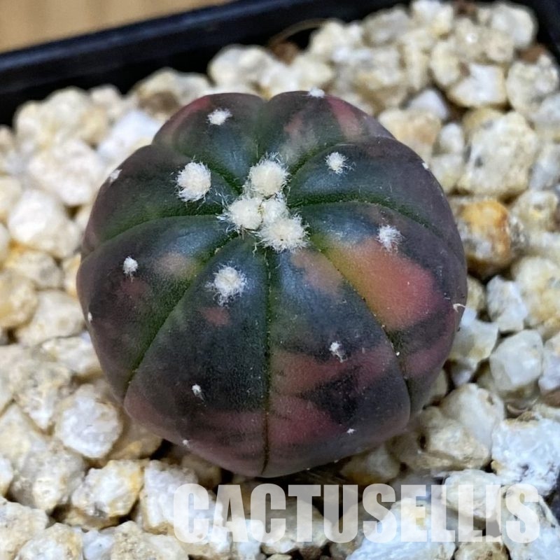 SH30825 Astrophytum asterias ‘Red Purple Skin’ f. variegata