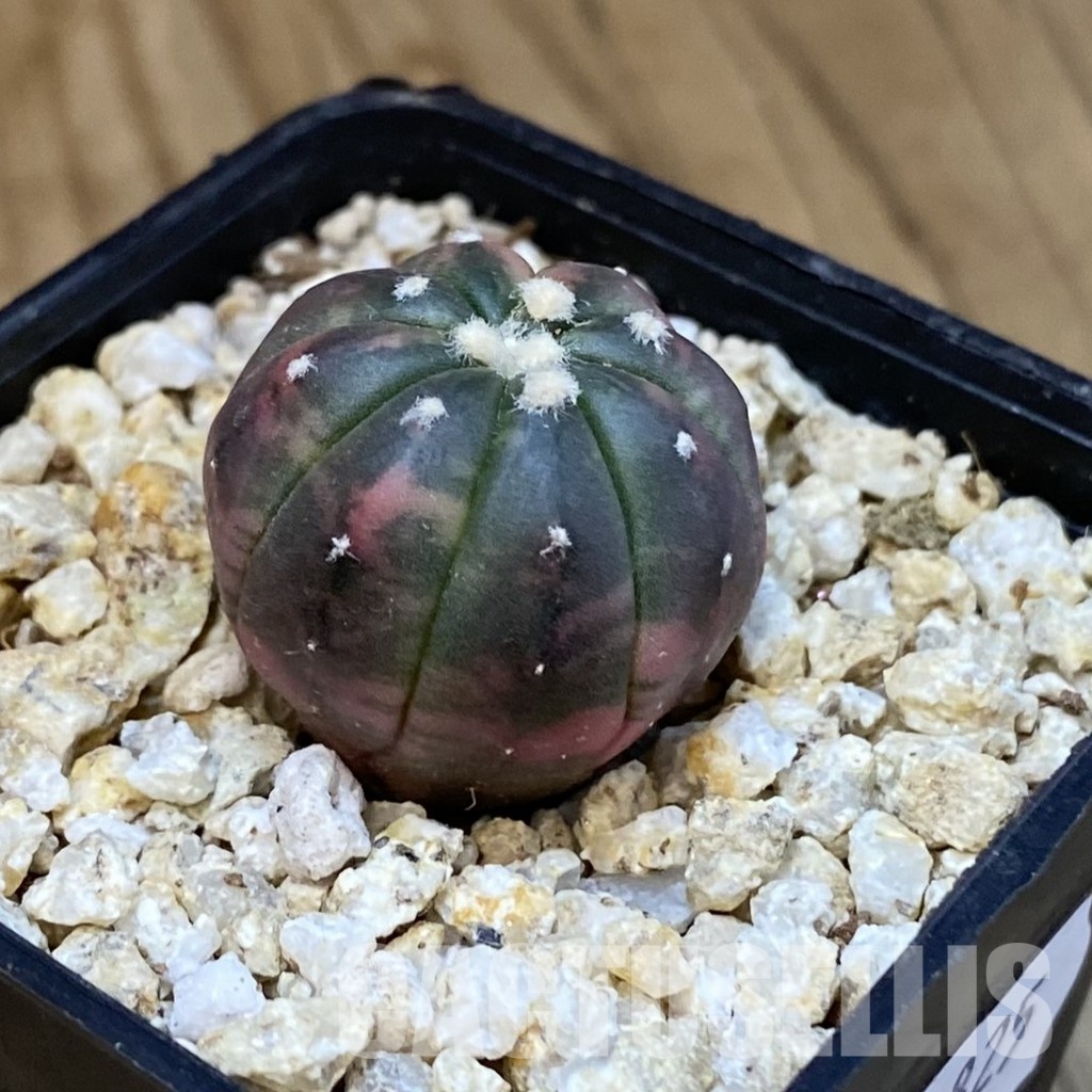 SH30825 Astrophytum asterias ‘Red Purple Skin’ f. variegata - 画像 (2)