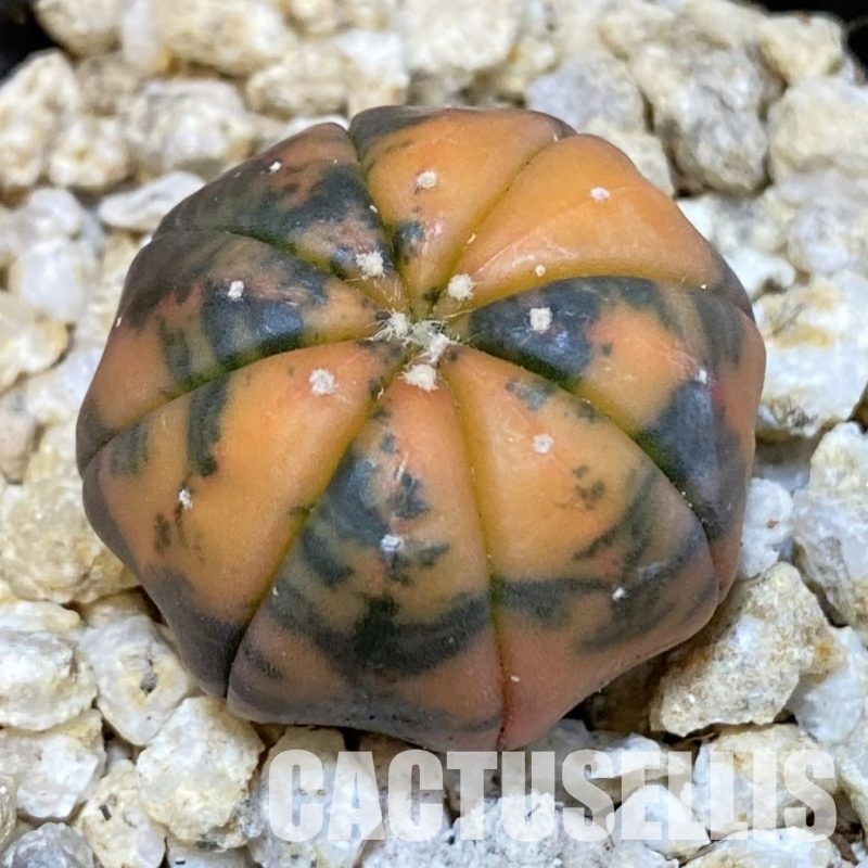 SH30826 Astrophytum asterias ‘Red Purple Skin’ f. variegata