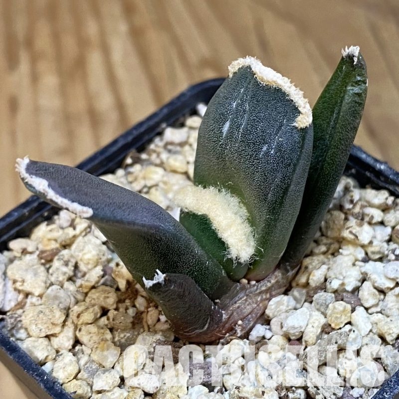 SH30827 Ariocarpus retusus ‘Three Finger’, own roots seedling