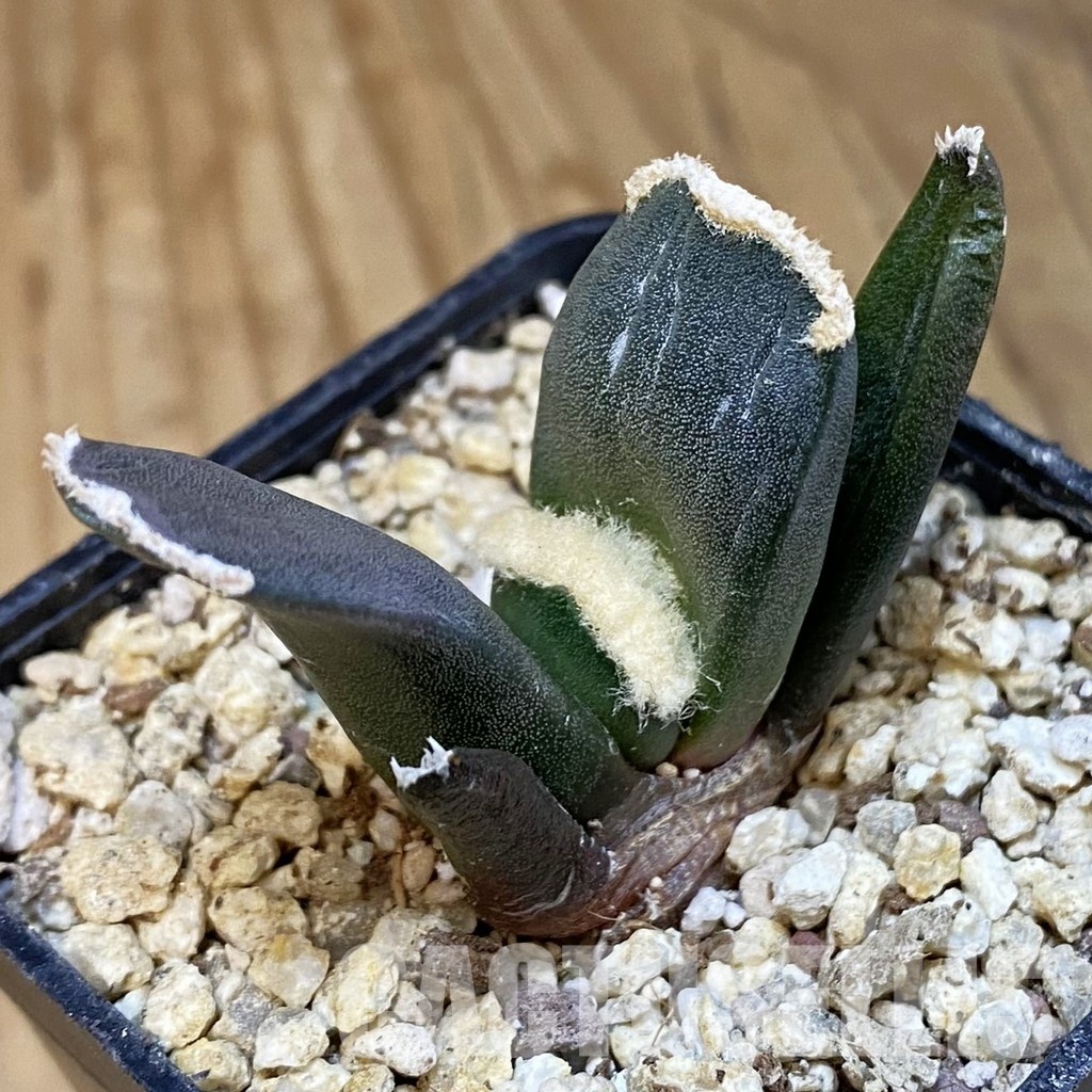 SH30827 Ariocarpus retusus ‘Three Finger’, own roots seedling