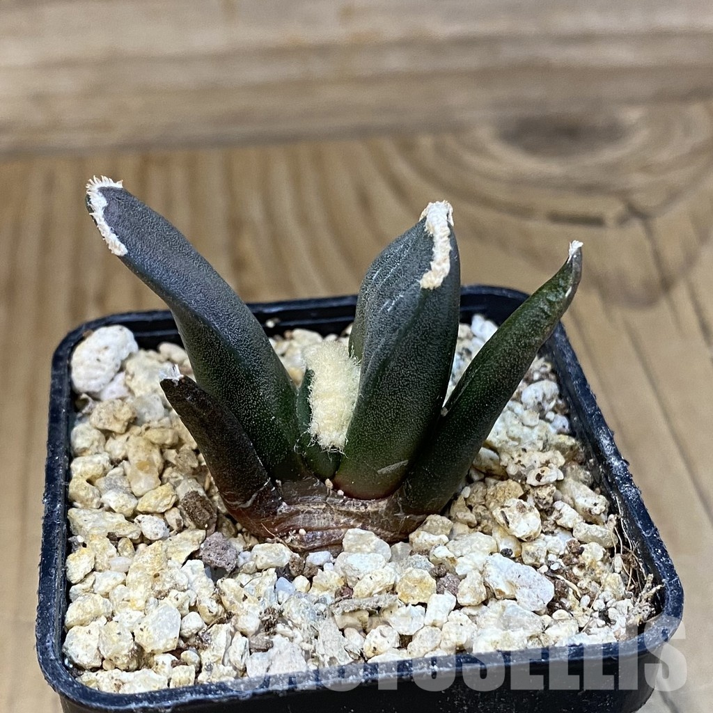 SH30827 Ariocarpus retusus ‘Three Finger’, own roots seedling - Зображення 2
