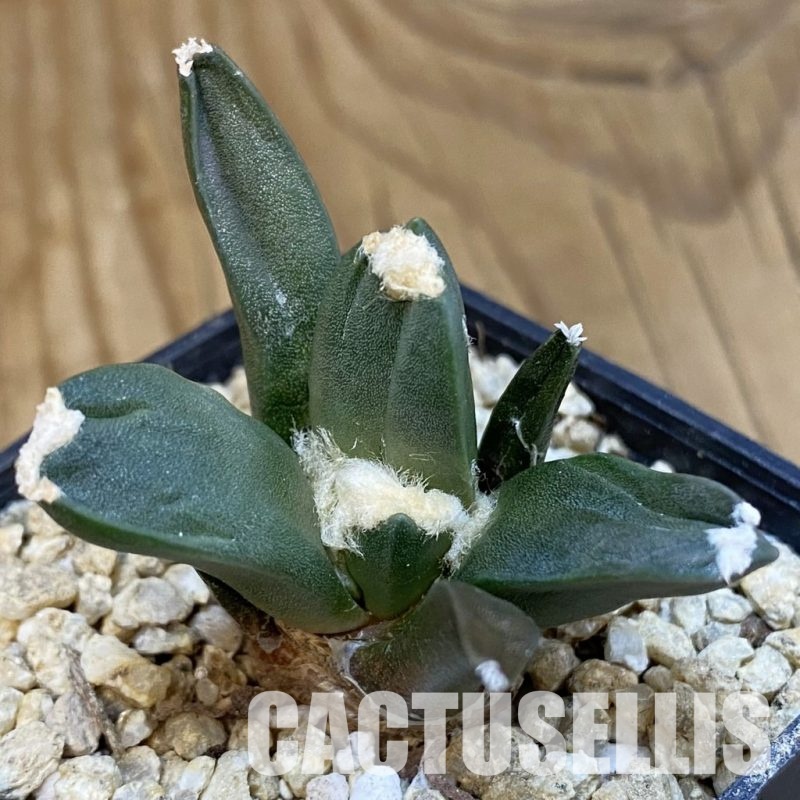 SH30828 Ariocarpus retusus ‘Three Finger’, own roots seedling