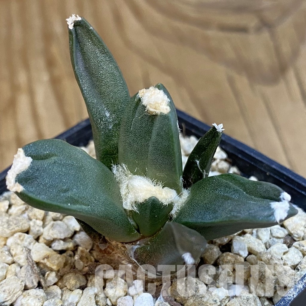 SH30828 Ariocarpus retusus ‘Three Finger’, own roots seedling