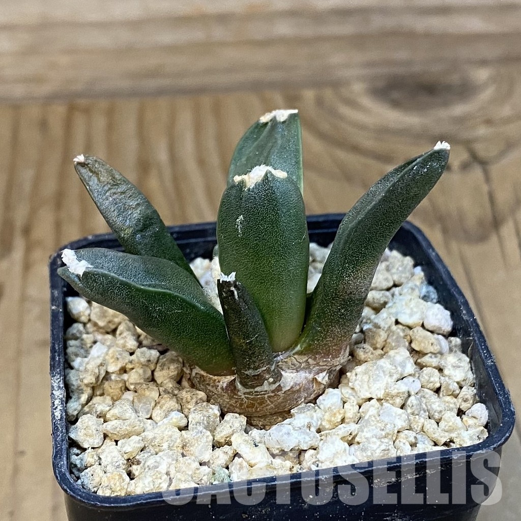 SH30828 Ariocarpus retusus ‘Three Finger’, own roots seedling - Зображення 2