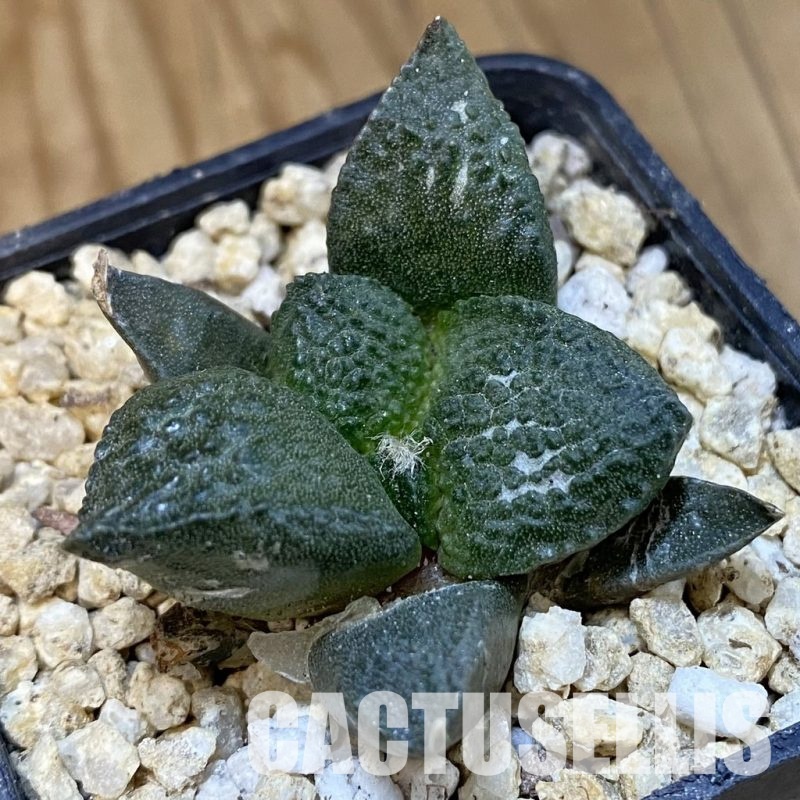 SH30829 Ariocarpus fissuratus ‘Godzilla’ hybrid , own roots seedling
