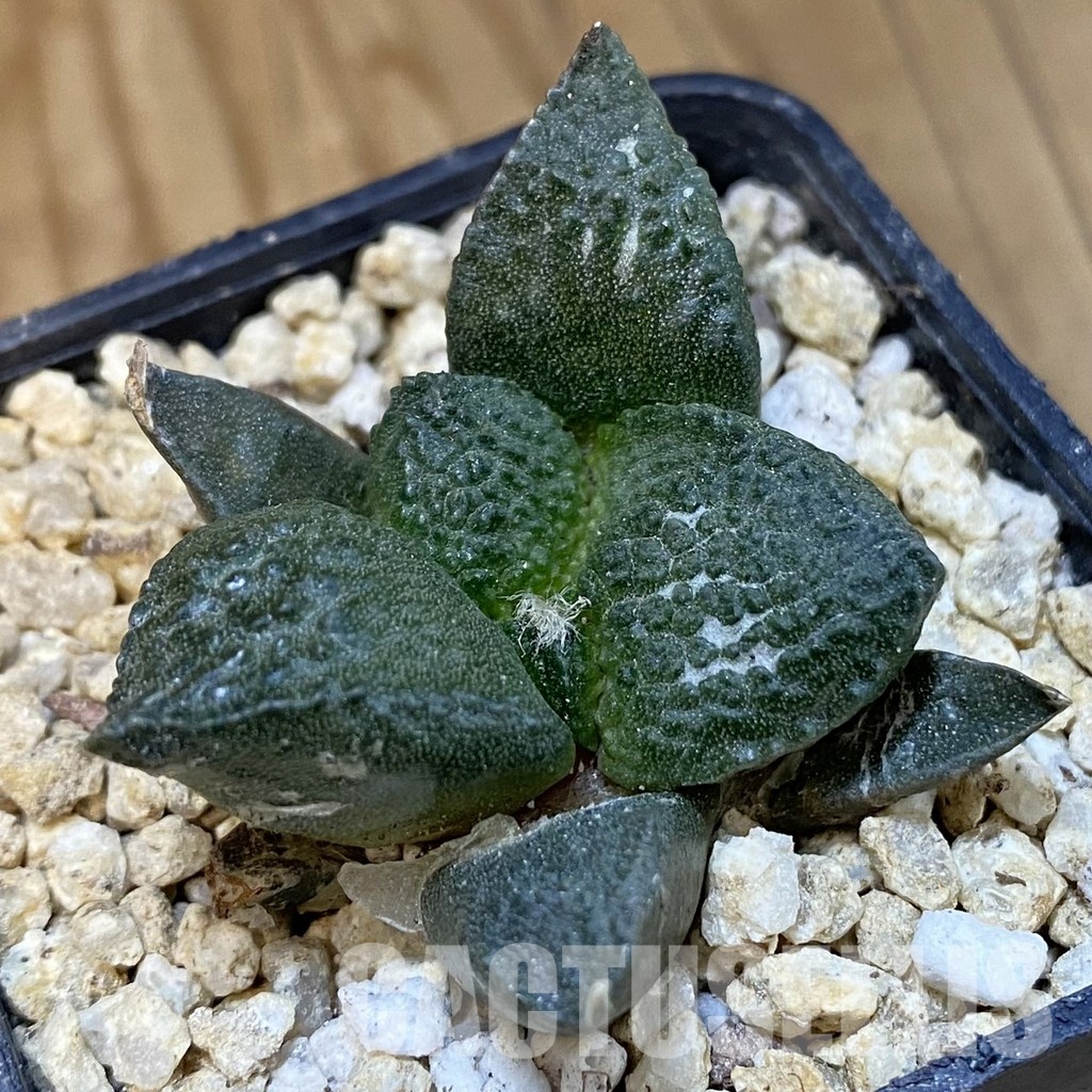 SH30829 Ariocarpus fissuratus ‘Godzilla’ hybrid , own roots seedling