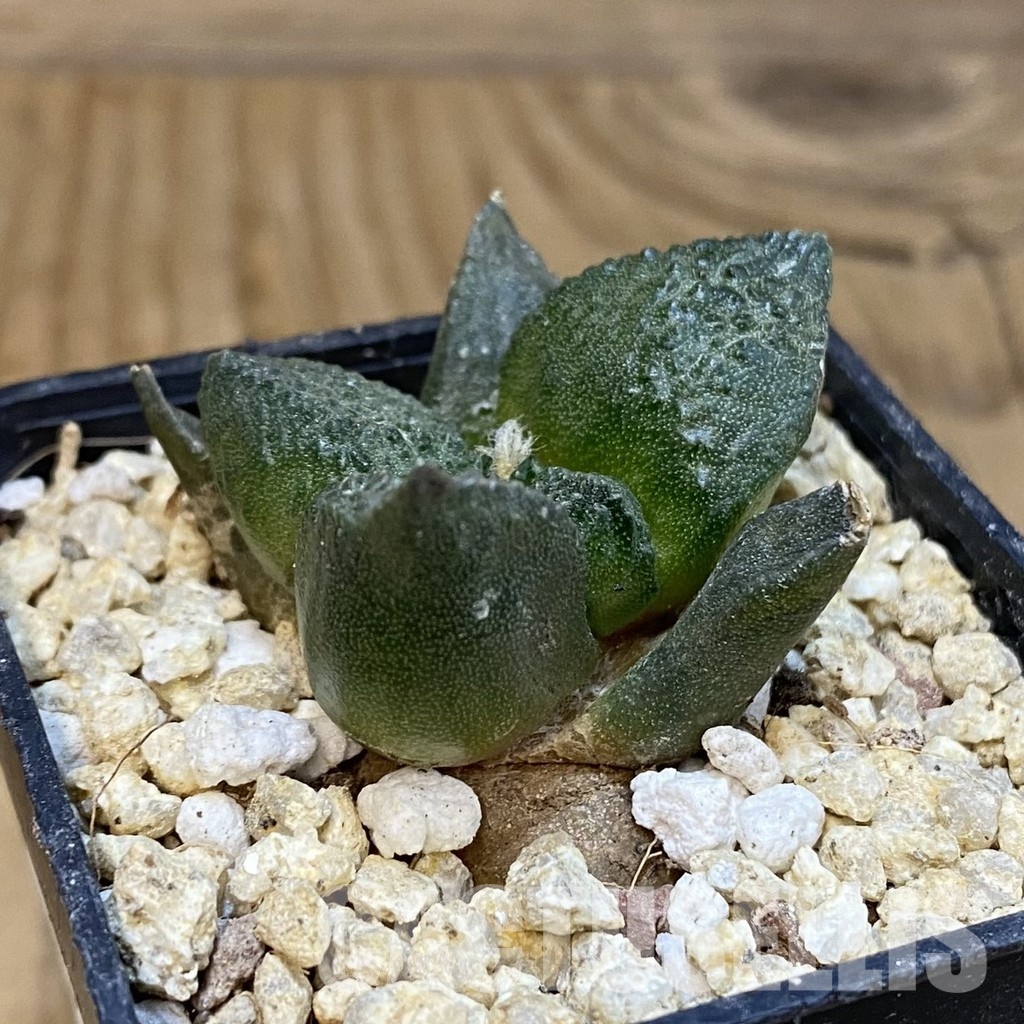 SH30829 Ariocarpus fissuratus ‘Godzilla’ hybrid , own roots seedling - Image 2