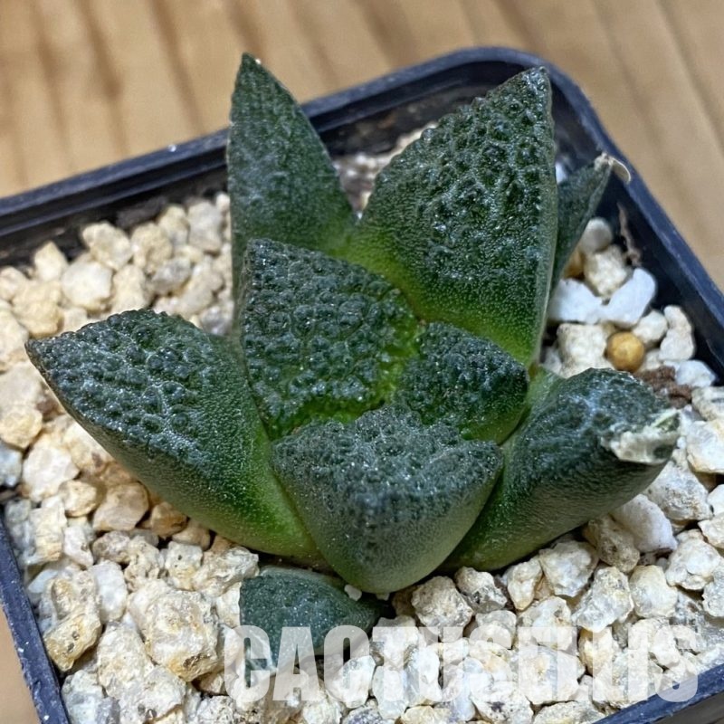 SH30830 Ariocarpus fissuratus ‘Godzilla’ hybrid , own roots seedling