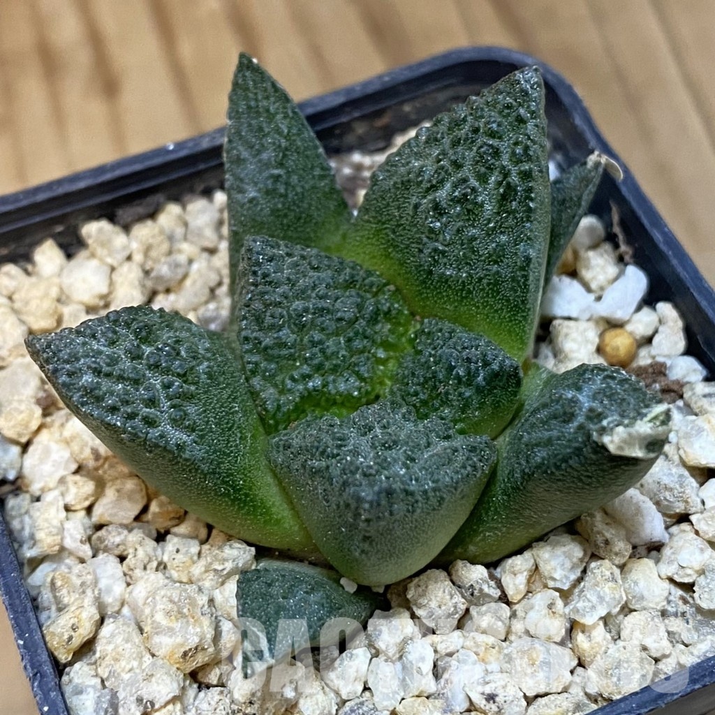 SH30830 Ariocarpus fissuratus ‘Godzilla’ hybrid , own roots seedling