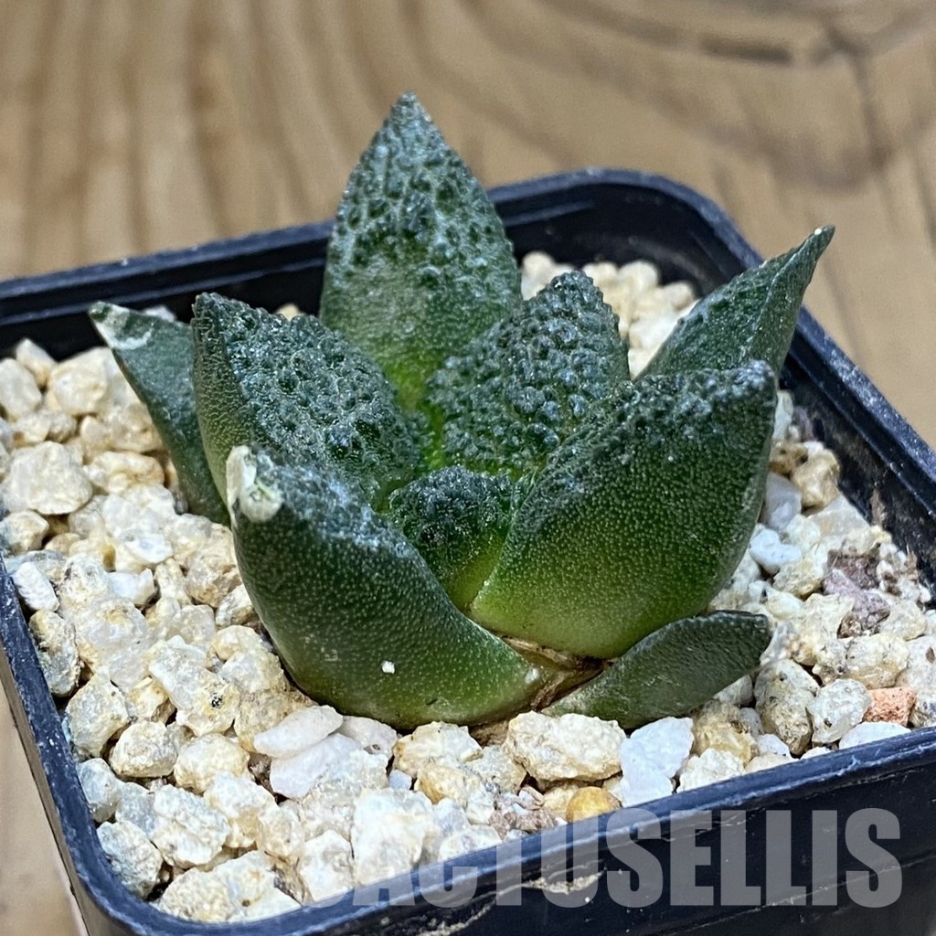 SH30830 Ariocarpus fissuratus ‘Godzilla’ hybrid , own roots seedling - Image 2