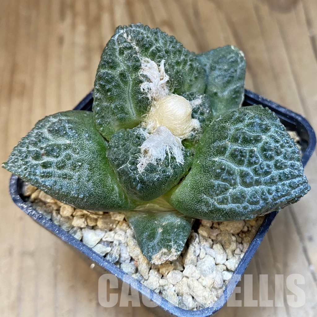 SH30831 Ariocarpus fissuratus ‘Godzilla’ hybrid , own roots seedling