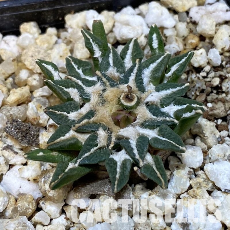 SH30832 Ariocarpus kotschoubeyanus v. macdowellii, own roots seedling