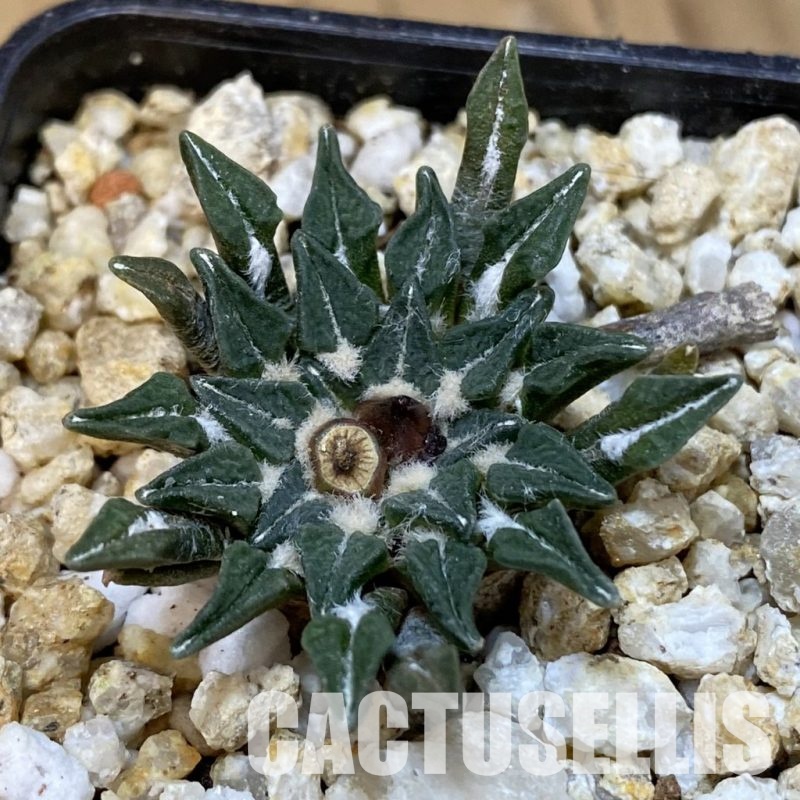 SH30833 Ariocarpus kotschoubeyanus v. macdowellii, own roots seedling