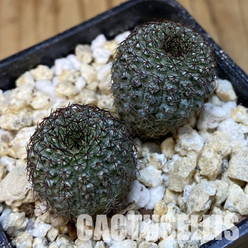 SH30834 Frailea chiquitana, seedling 2 plants