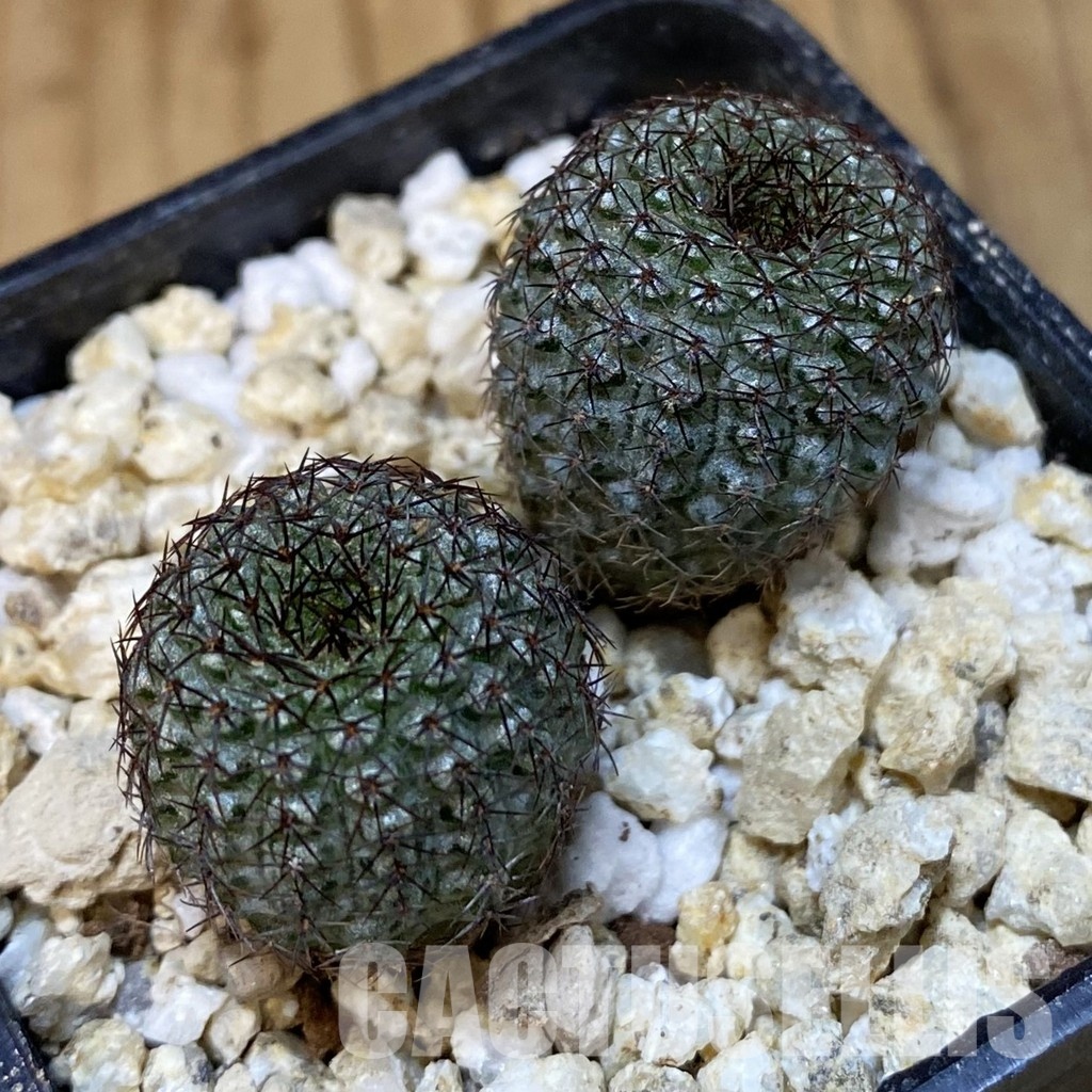 SH30834 Frailea chiquitana, seedling 2 plants