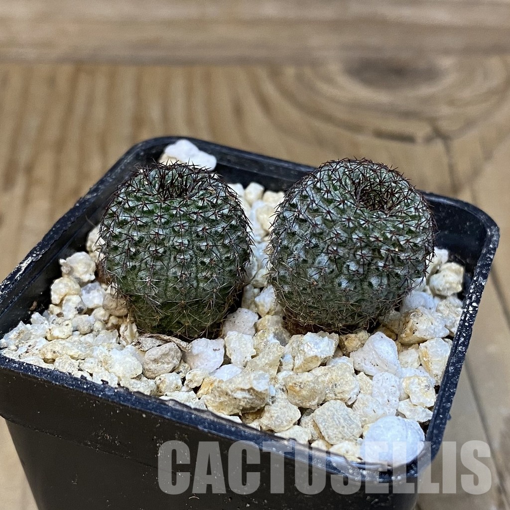 SH30834 Frailea chiquitana, seedling 2 plants - Image 2