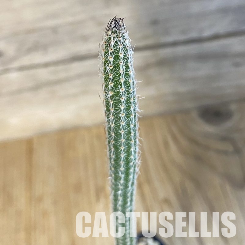 SH30836 Wilcoxia poselgeri