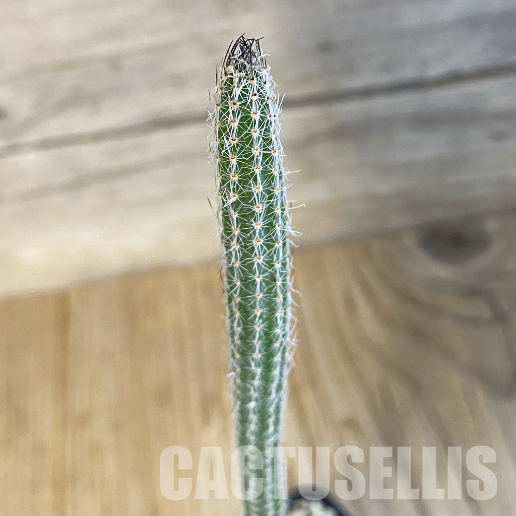 SH30836 Wilcoxia poselgeri