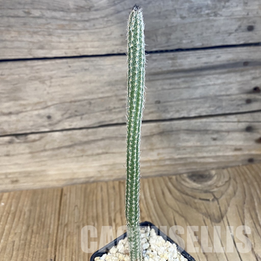 SH30836 Wilcoxia poselgeri - Зображення 2