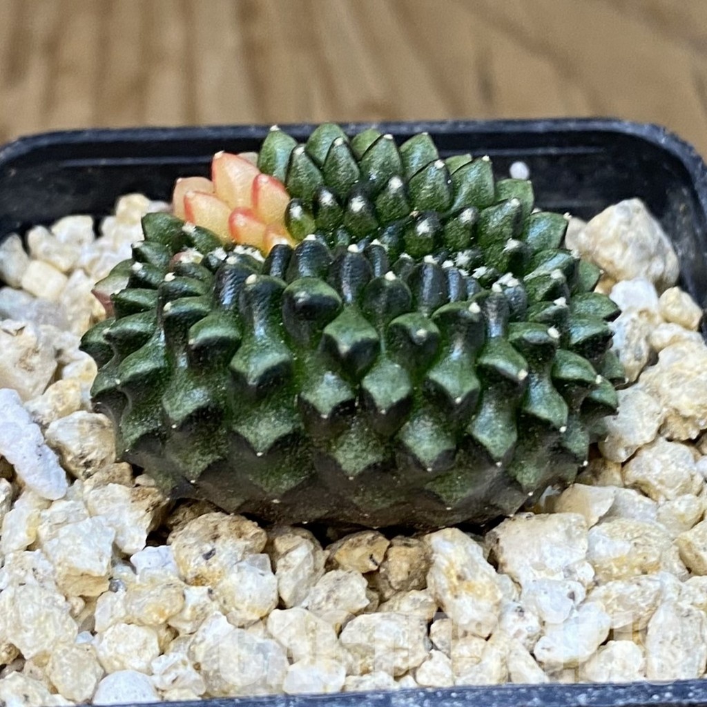 SH30837 Gymnocalycium mihanovichii 'inermis' f. variegata cristata, seedling - Зображення 2