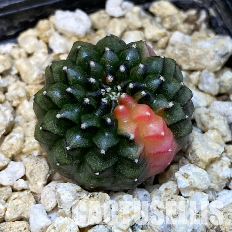 SH30838 Gymnocalycium mihanovichii ‘inermis’ f. variegata, seedling