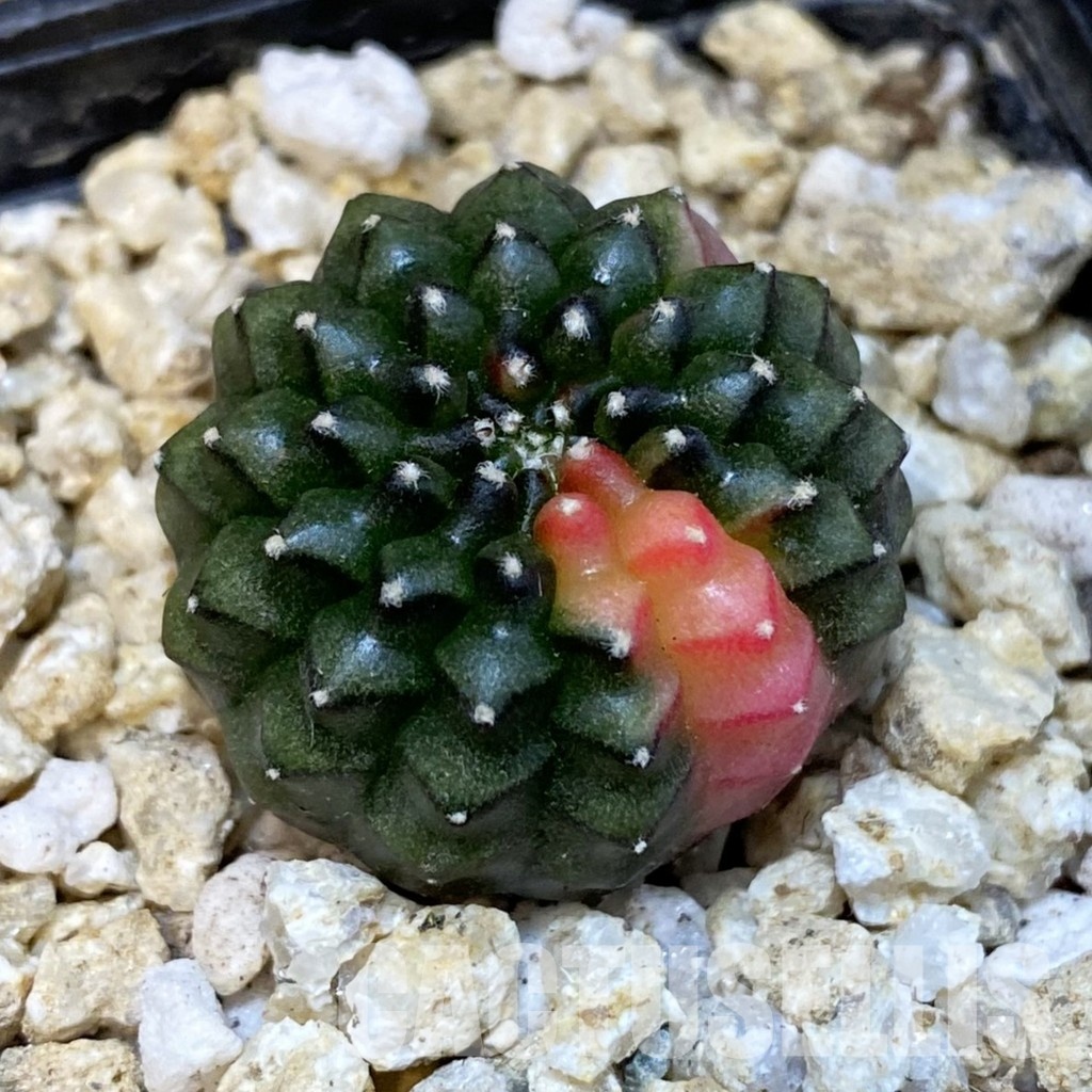 SH30838 Gymnocalycium mihanovichii ‘inermis’ f. variegata, seedling