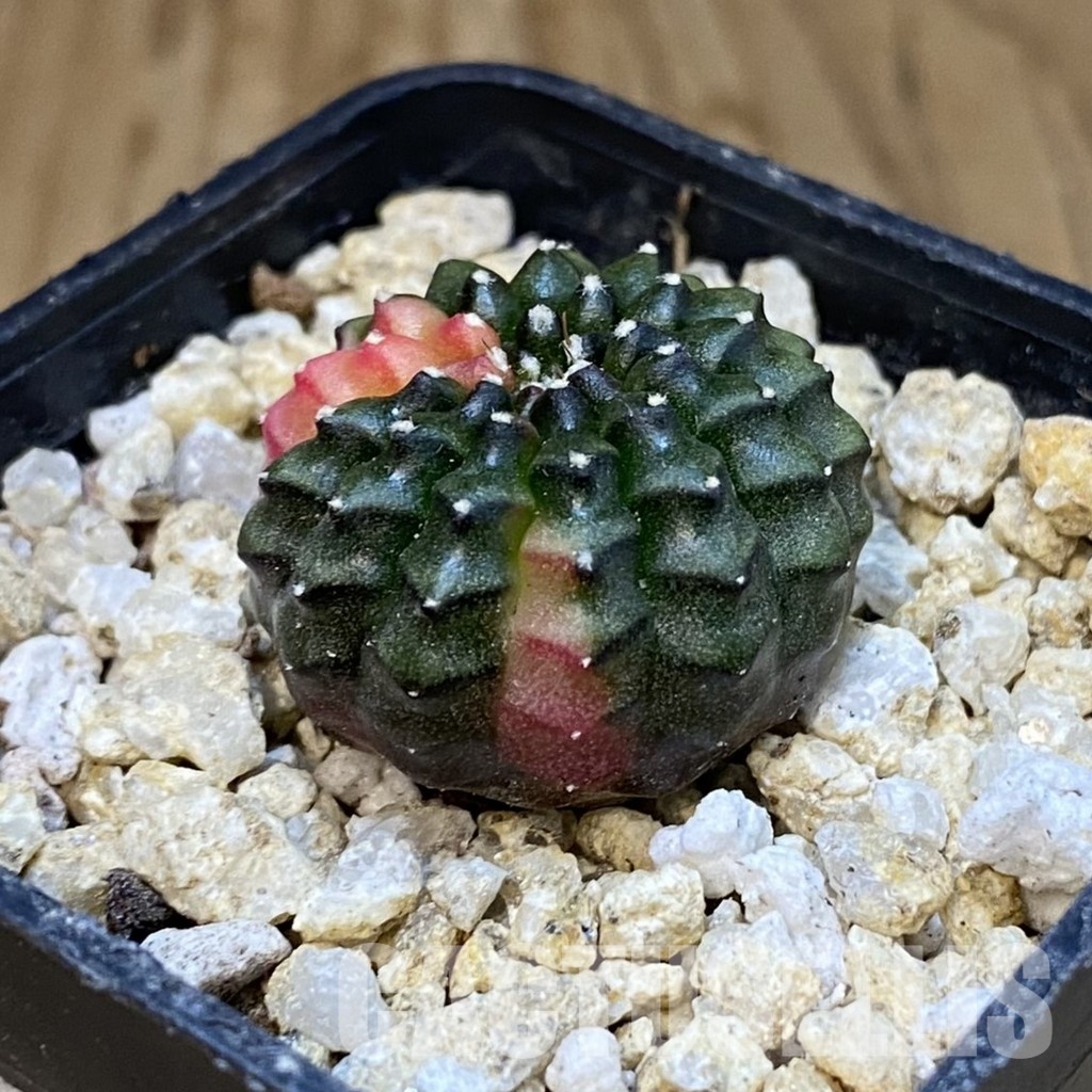 SH30838 Gymnocalycium mihanovichii ‘inermis’ f. variegata, seedling - Зображення 2