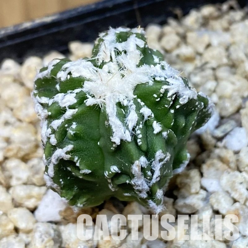 SH30840 Astrophytum myriostigma ‘Fukuryu’