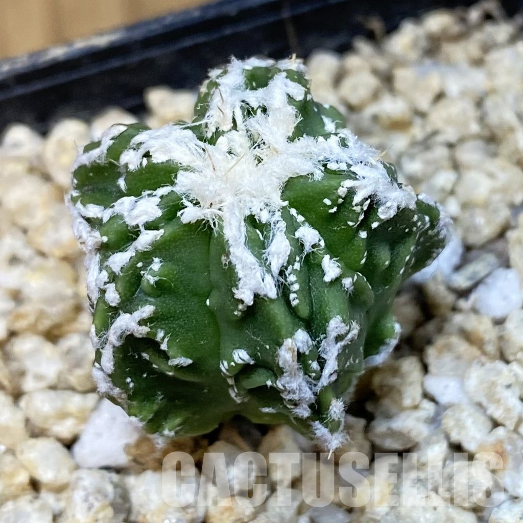 SH30840 Astrophytum myriostigma ‘Fukuryu’
