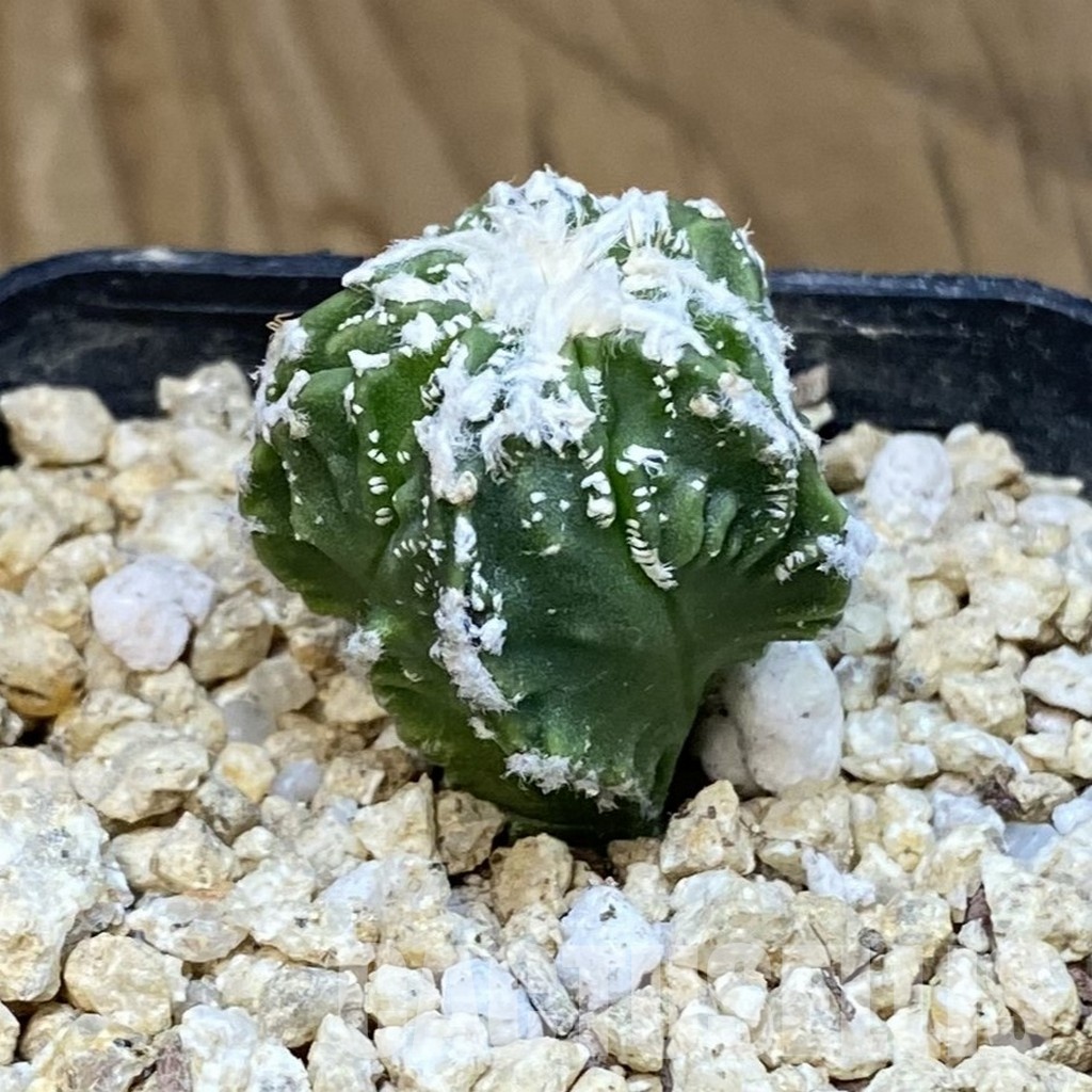 SH30840 Astrophytum myriostigma ‘Fukuryu’ - Зображення 2