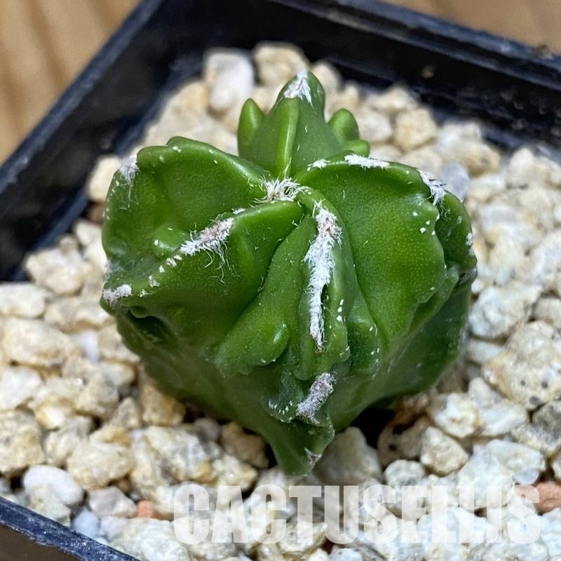 SH30841 Astrophytum myriostigma ‘Fukuryu’