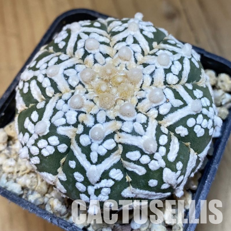 SH30842 Astrophytum asterias ‘Super Kabuto’ V-type f. nudum