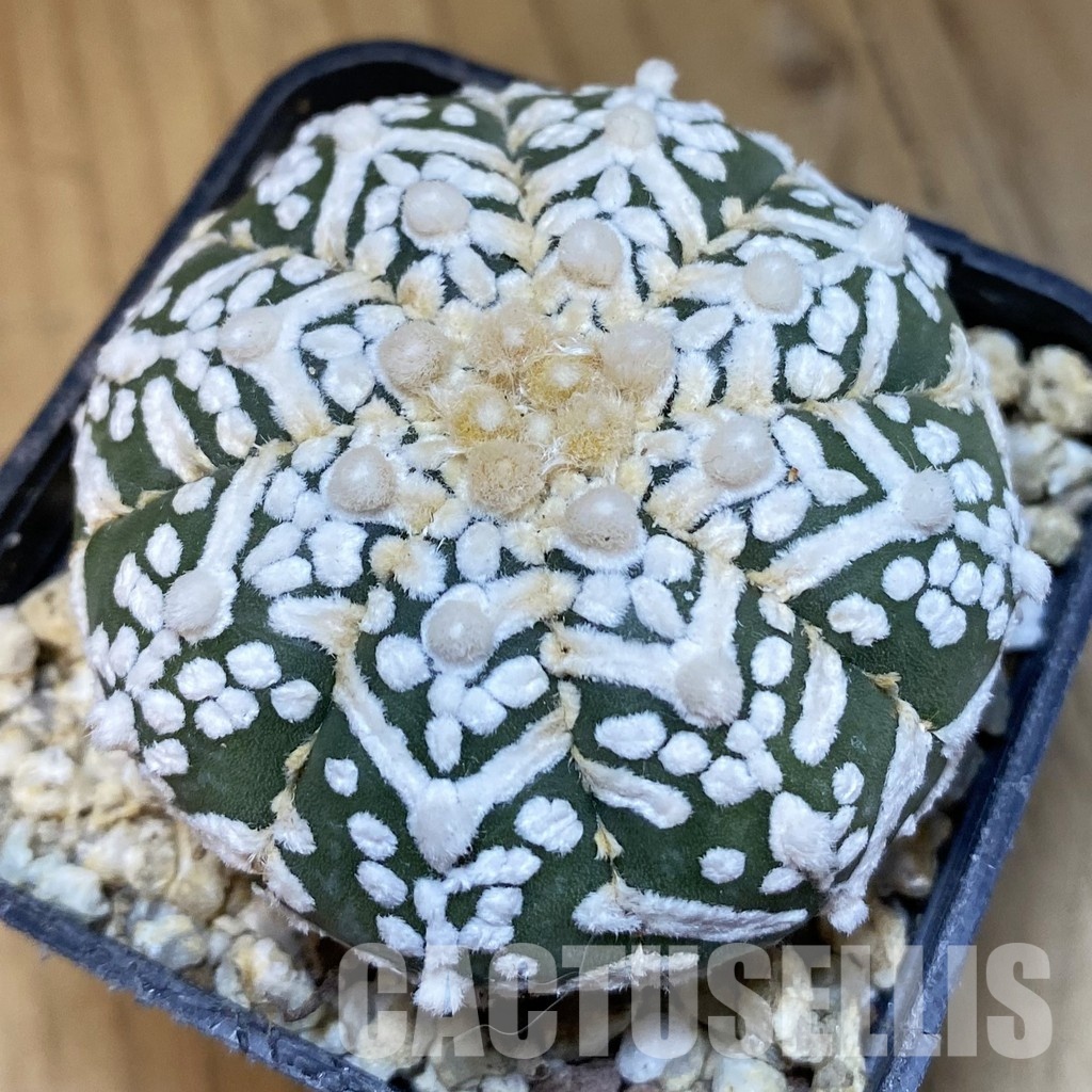 SH30842 Astrophytum asterias ‘Super Kabuto’ V-type f. nudum