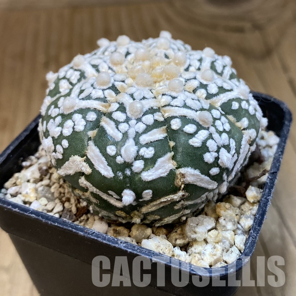 SH30842 Astrophytum asterias ‘Super Kabuto’ V-type f. nudum - Image 2