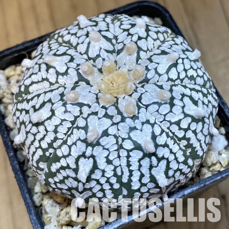 SH30843 Astrophytum asterias ‘Super Kabuto’ V-type
