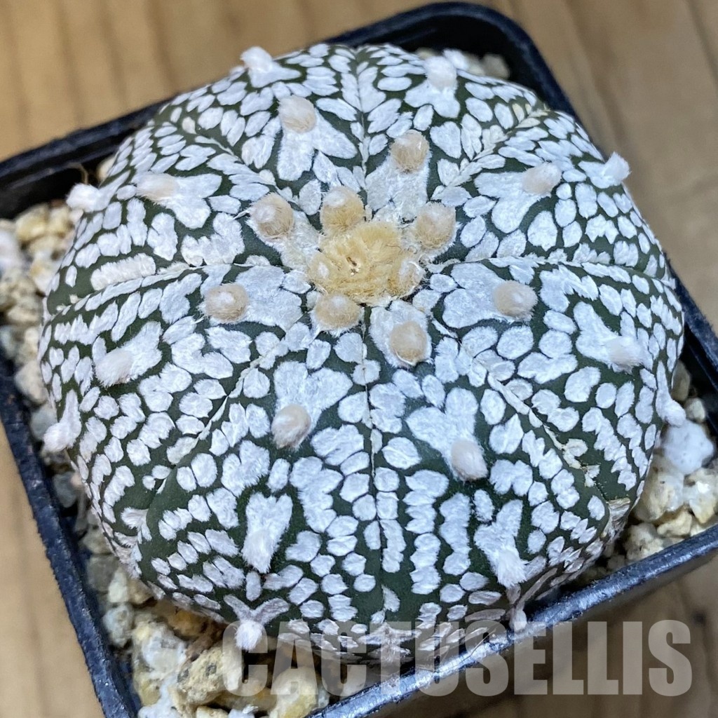 SH30843 Astrophytum asterias ‘Super Kabuto’ V-type