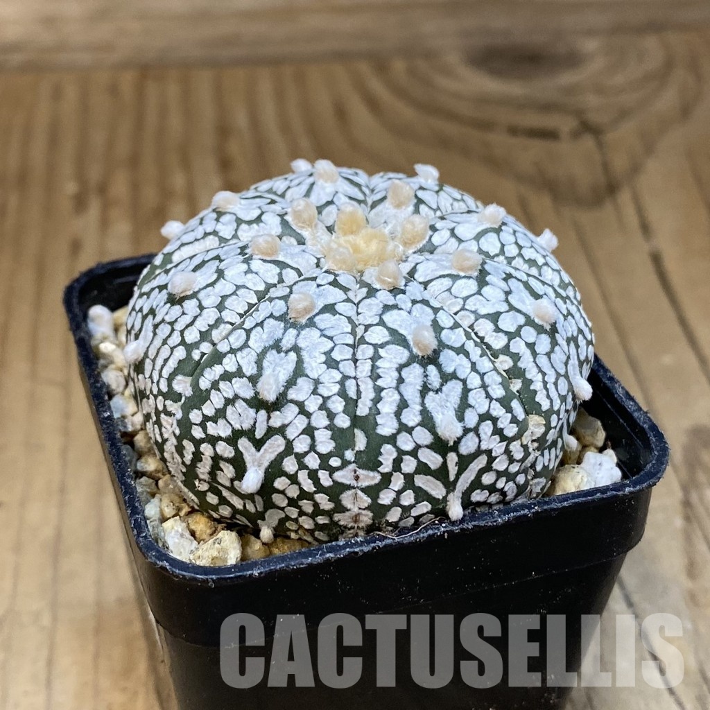 SH30843 Astrophytum asterias ‘Super Kabuto’ V-type - Image 2